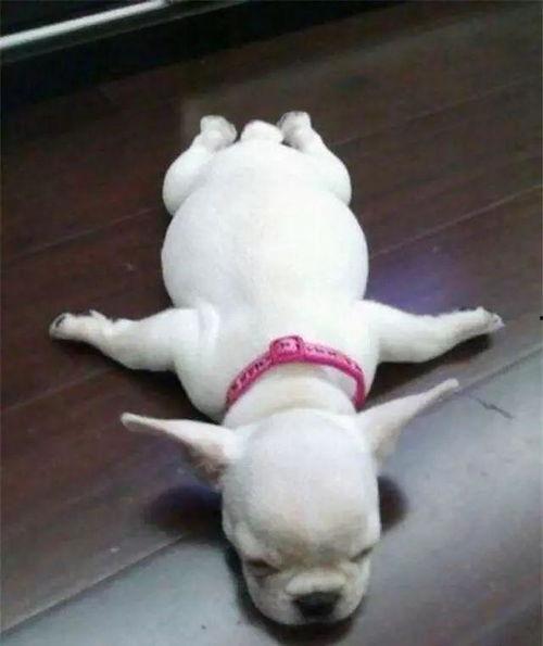 看萌狗最新爆料网站,最新爆料网站带你领略萌宠风采 第3张 看萌狗最新爆料网站,最新爆料网站带你领略萌宠风采 第3张